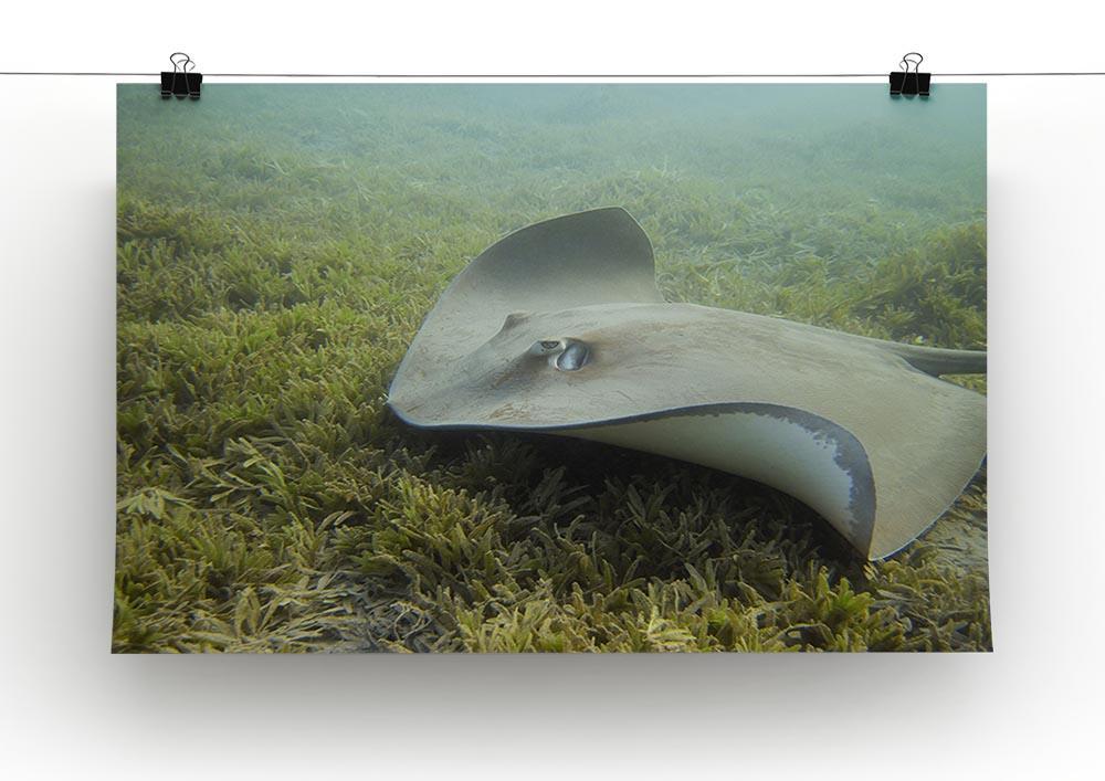 Darkspotted stingray Canvas Print or Poster - Canvas Art Rocks - 2