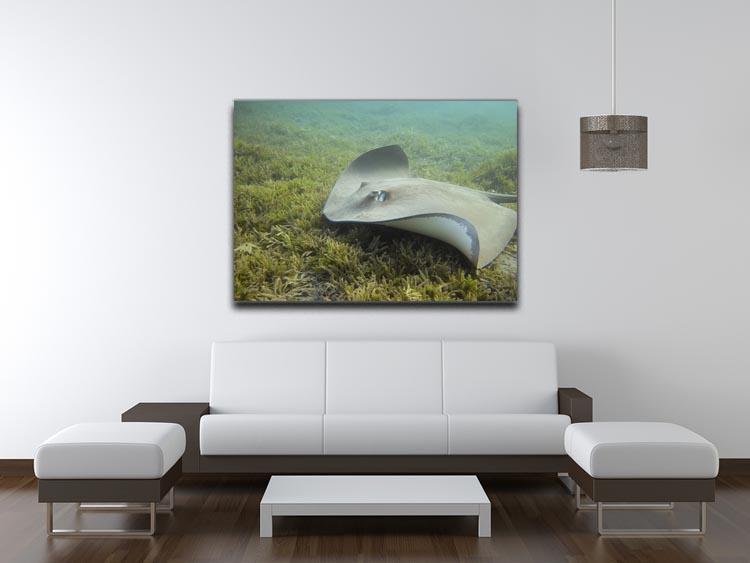 Darkspotted stingray Canvas Print or Poster - Canvas Art Rocks - 4