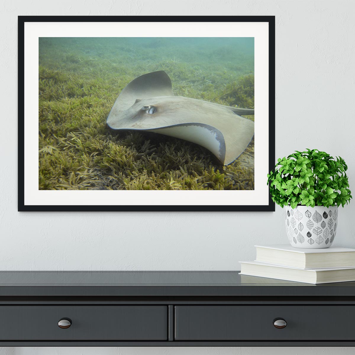 Darkspotted stingray Framed Print - Canvas Art Rocks - 1