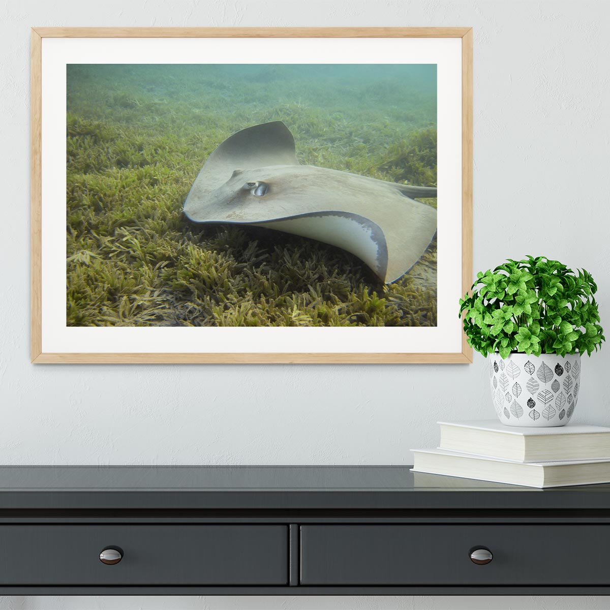 Darkspotted stingray Framed Print - Canvas Art Rocks - 3