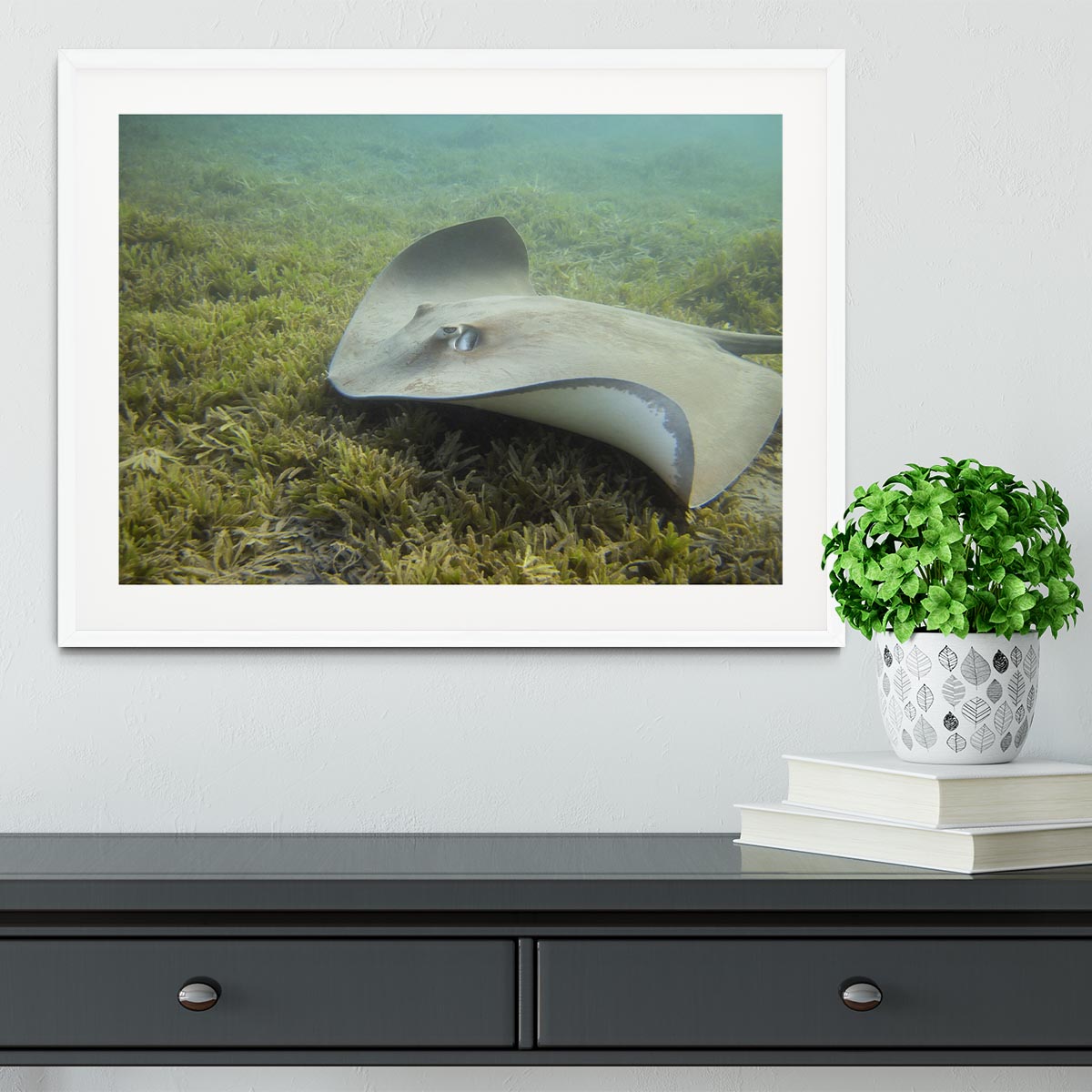 Darkspotted stingray Framed Print - Canvas Art Rocks - 5