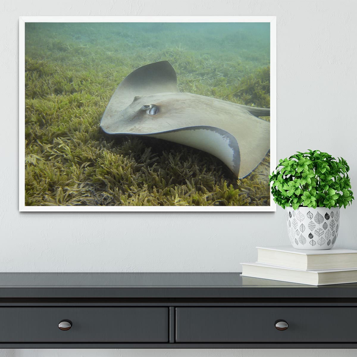 Darkspotted stingray Framed Print - Canvas Art Rocks -6