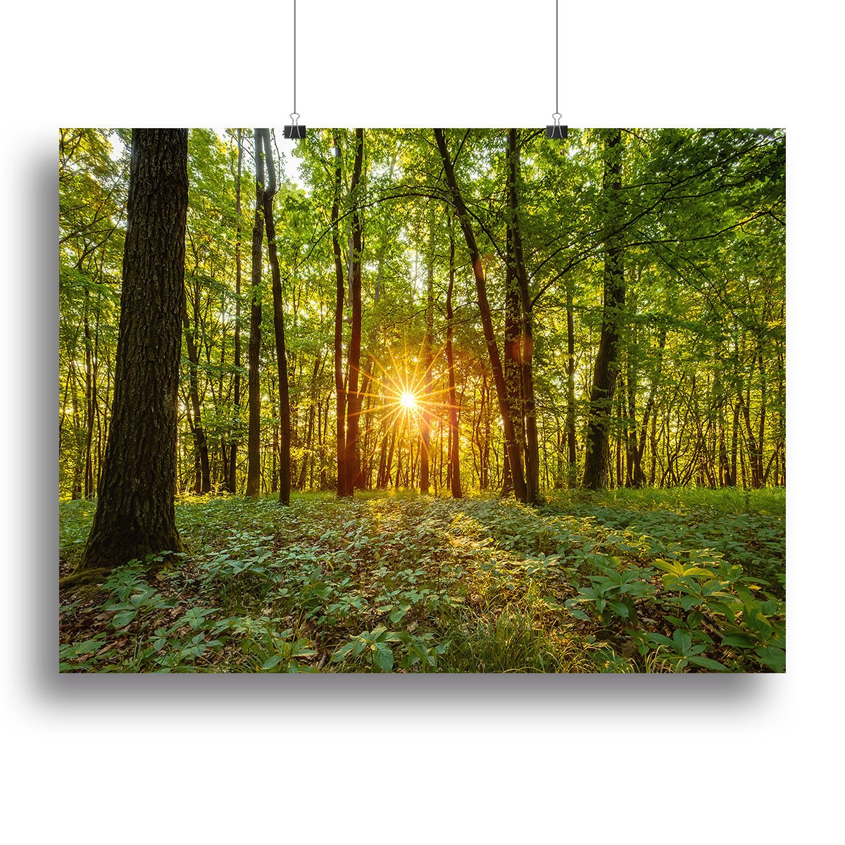 Dawn in the forest of Bavaria Canvas Print or Poster