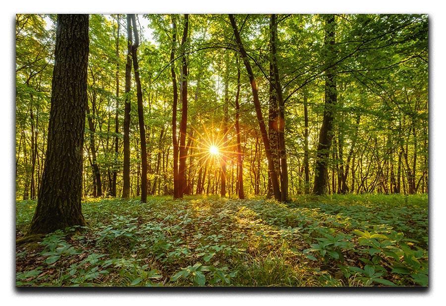 Dawn in the forest of Bavaria Canvas Print or Poster  - Canvas Art Rocks - 1