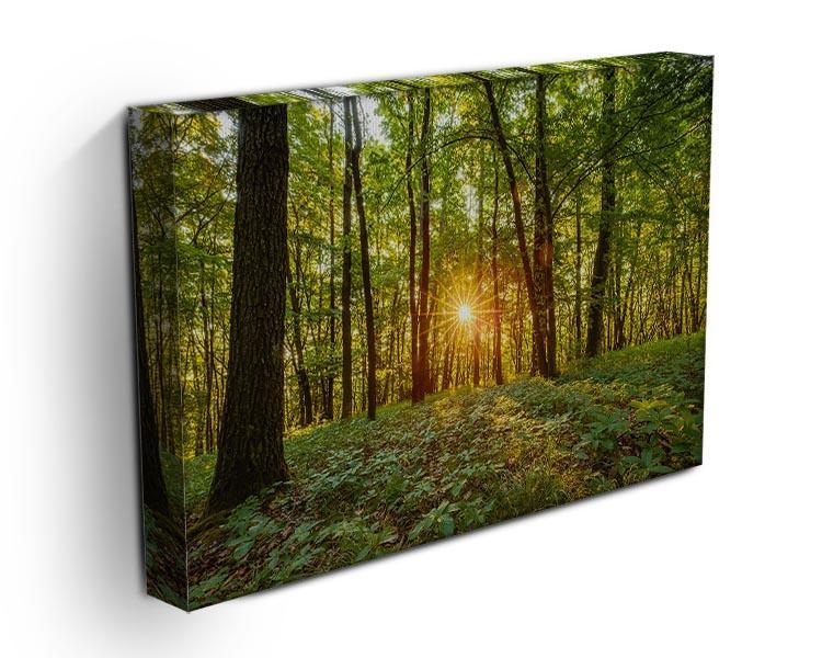 Dawn in the forest of Bavaria Canvas Print or Poster - Canvas Art Rocks - 3