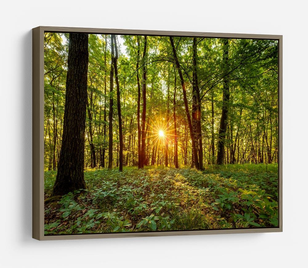 Dawn in the forest of Bavaria HD Metal Print