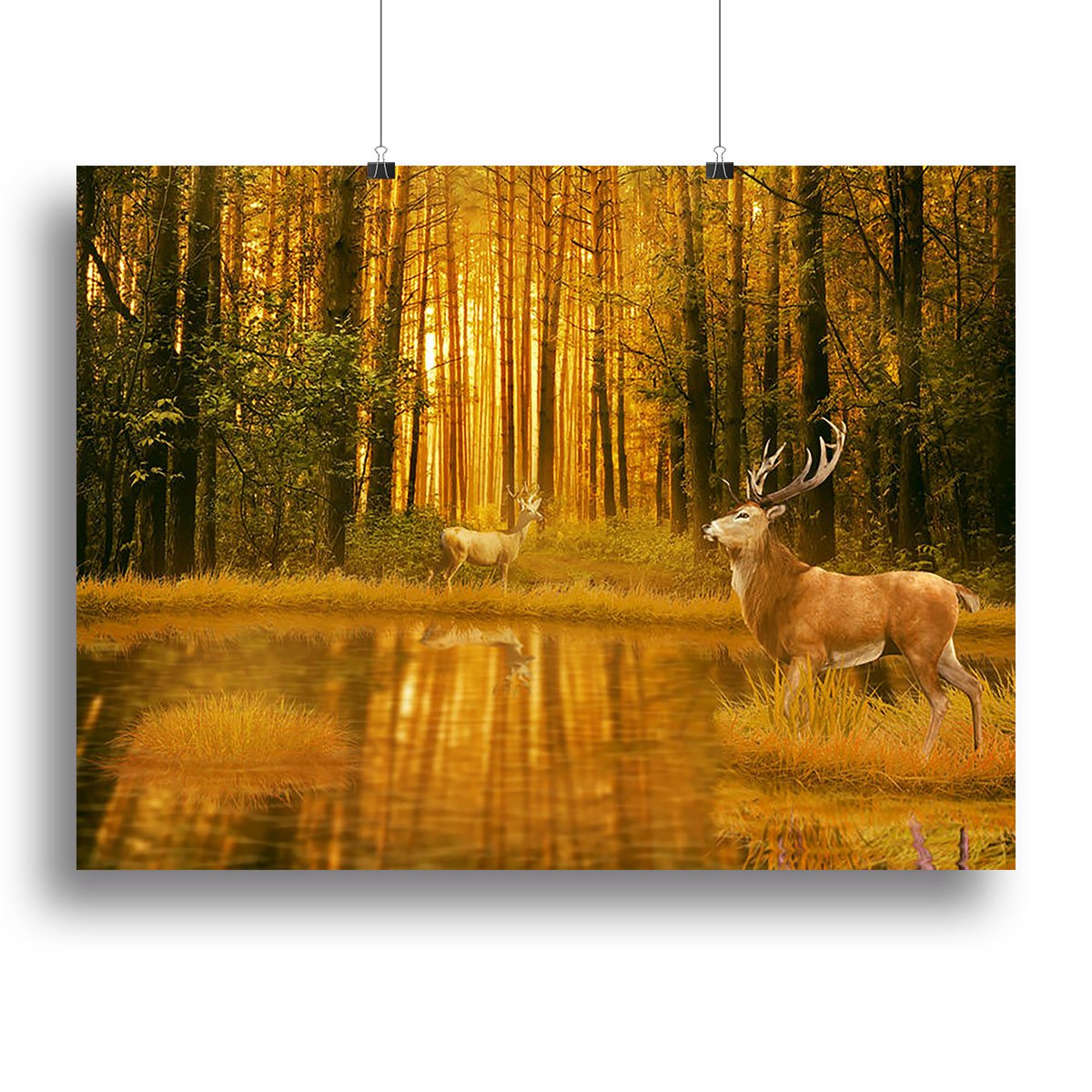 Deer Bucks in summer sunset Canvas Print or Poster