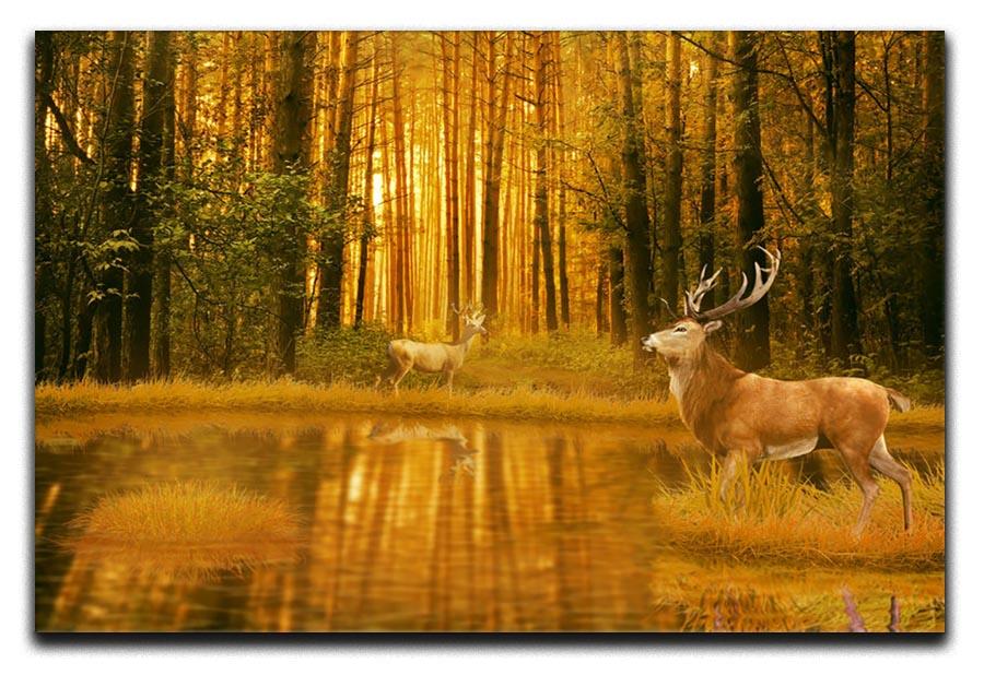 Deer Bucks in summer sunset Canvas Print or Poster - Canvas Art Rocks - 1