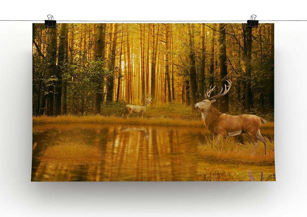 Deer Bucks in summer sunset Canvas Print or Poster - Canvas Art Rocks - 2