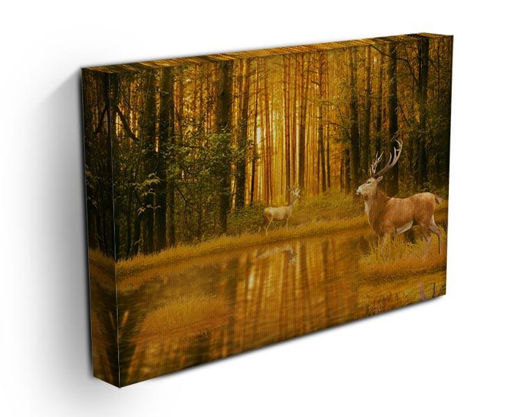 Deer Bucks in summer sunset Canvas Print or Poster - Canvas Art Rocks - 3