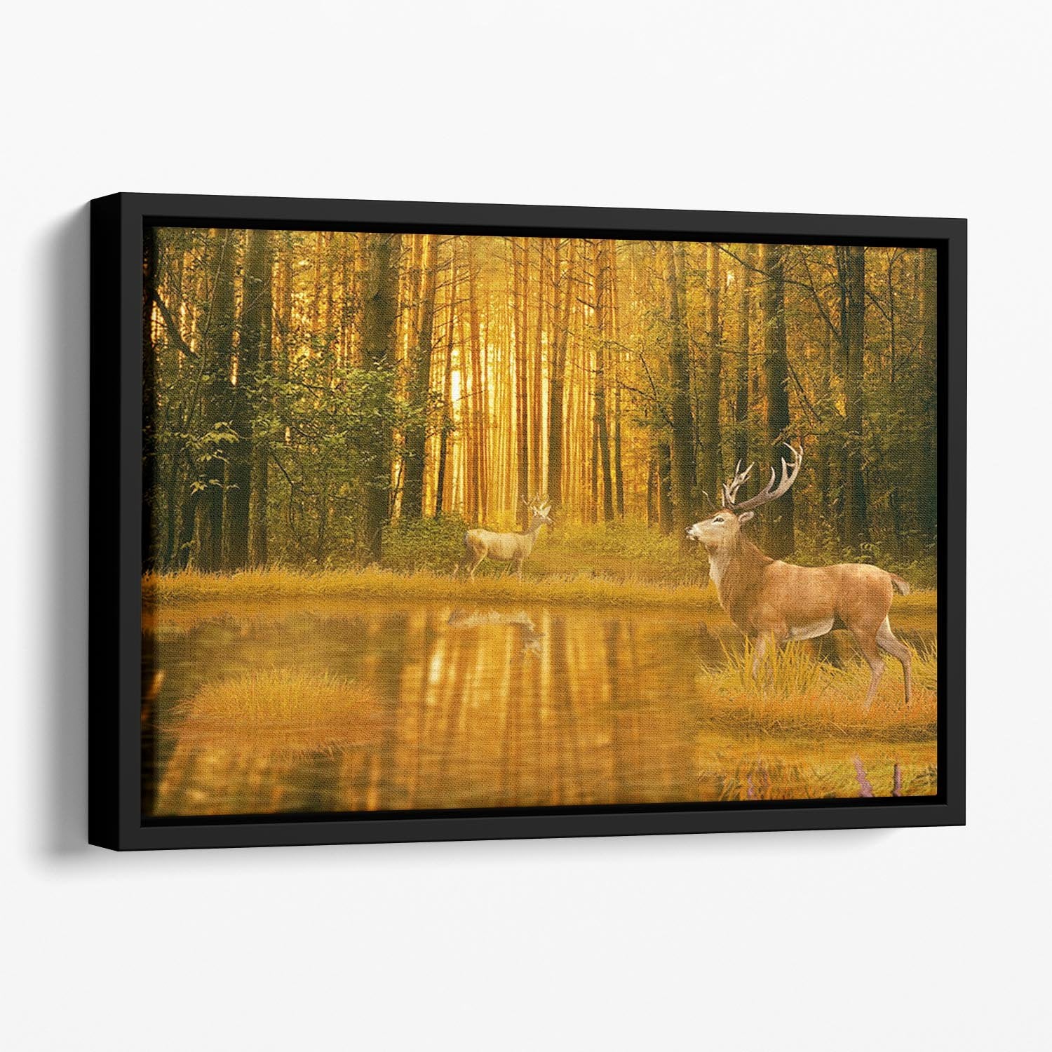 Deer Bucks in summer sunset Floating Framed Canvas - Canvas Art Rocks - 1