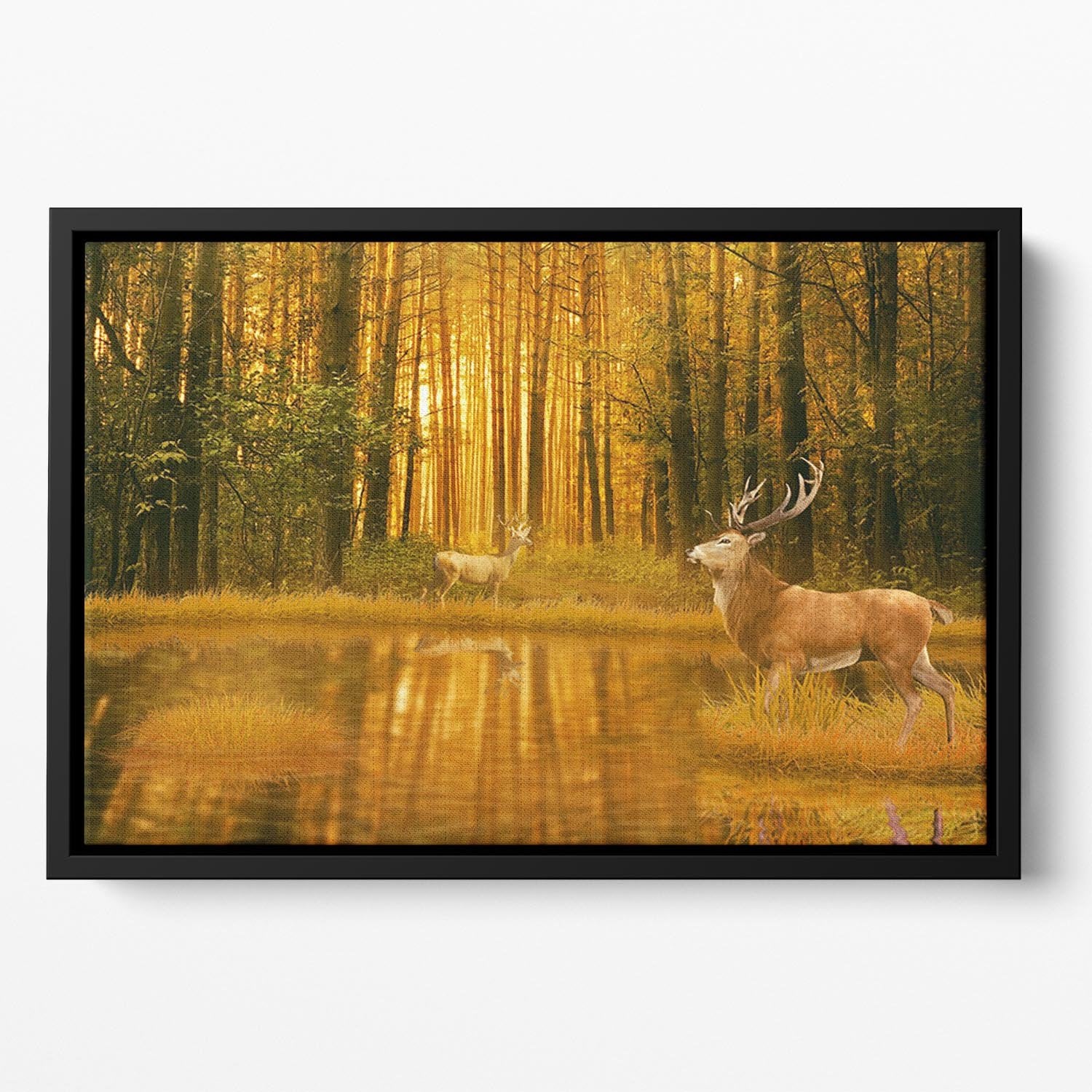 Deer Bucks in summer sunset Floating Framed Canvas - Canvas Art Rocks - 2