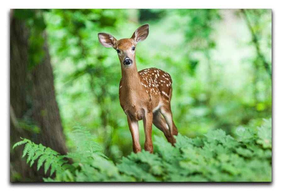 Deer In The Forest Print - Canvas Art Rocks - 1