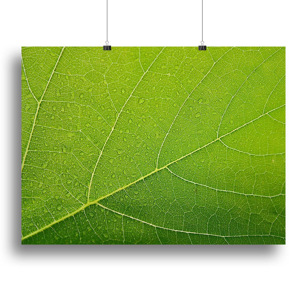 Detailed Wet Leaf Canvas Print or Poster