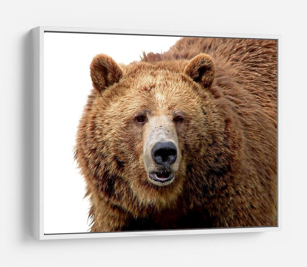 Detailed close-up portrait of a magnificent grizzly brown bear HD Metal Print - Canvas Art Rocks - 7