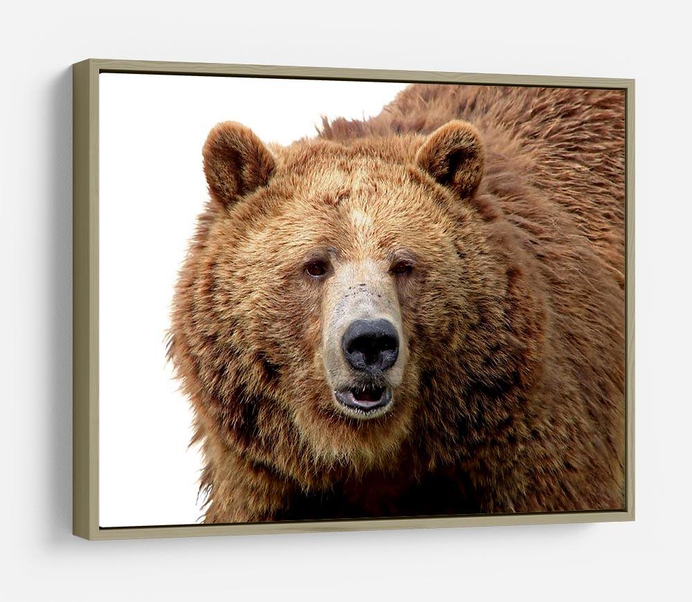 Detailed close-up portrait of a magnificent grizzly brown bear HD Metal Print - Canvas Art Rocks - 8