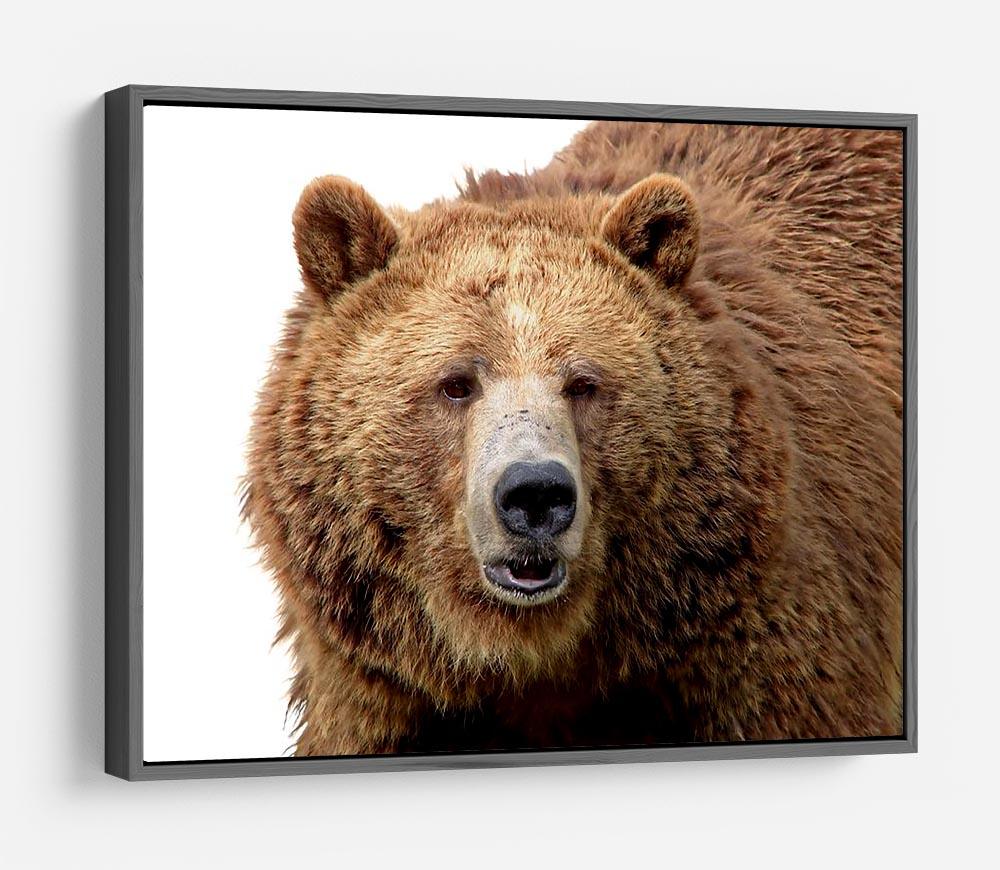 Detailed close-up portrait of a magnificent grizzly brown bear HD Metal Print - Canvas Art Rocks - 9
