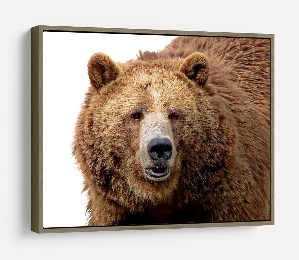 Detailed close-up portrait of a magnificent grizzly brown bear HD Metal Print - Canvas Art Rocks - 10