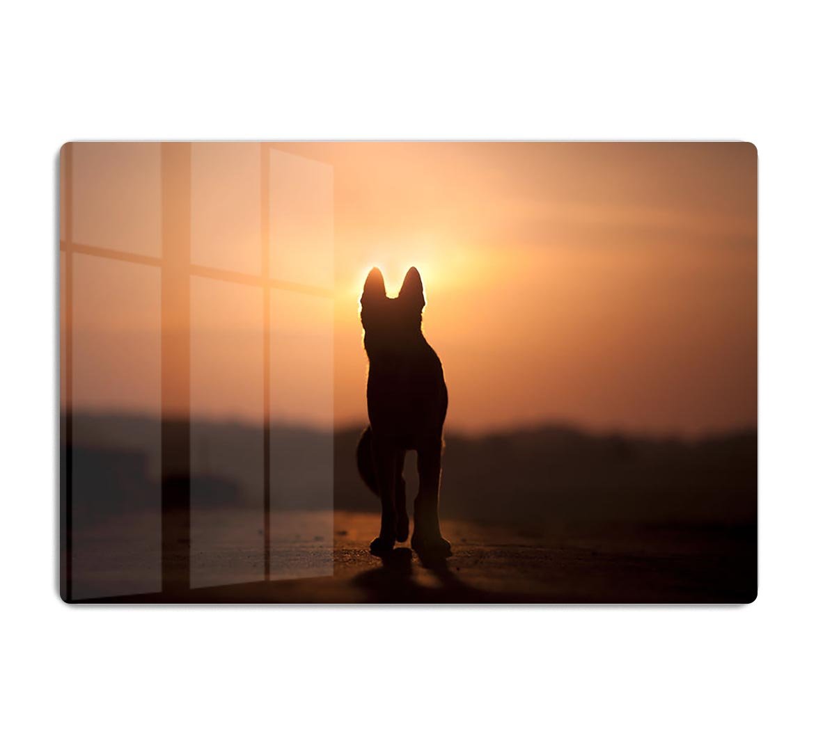Dog backlight silhouette in sunset HD Metal Print - Canvas Art Rocks - 1