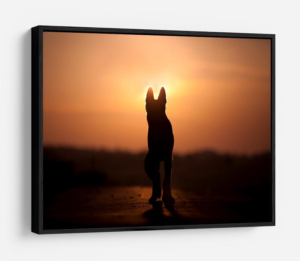 Dog backlight silhouette in sunset HD Metal Print - Canvas Art Rocks - 6