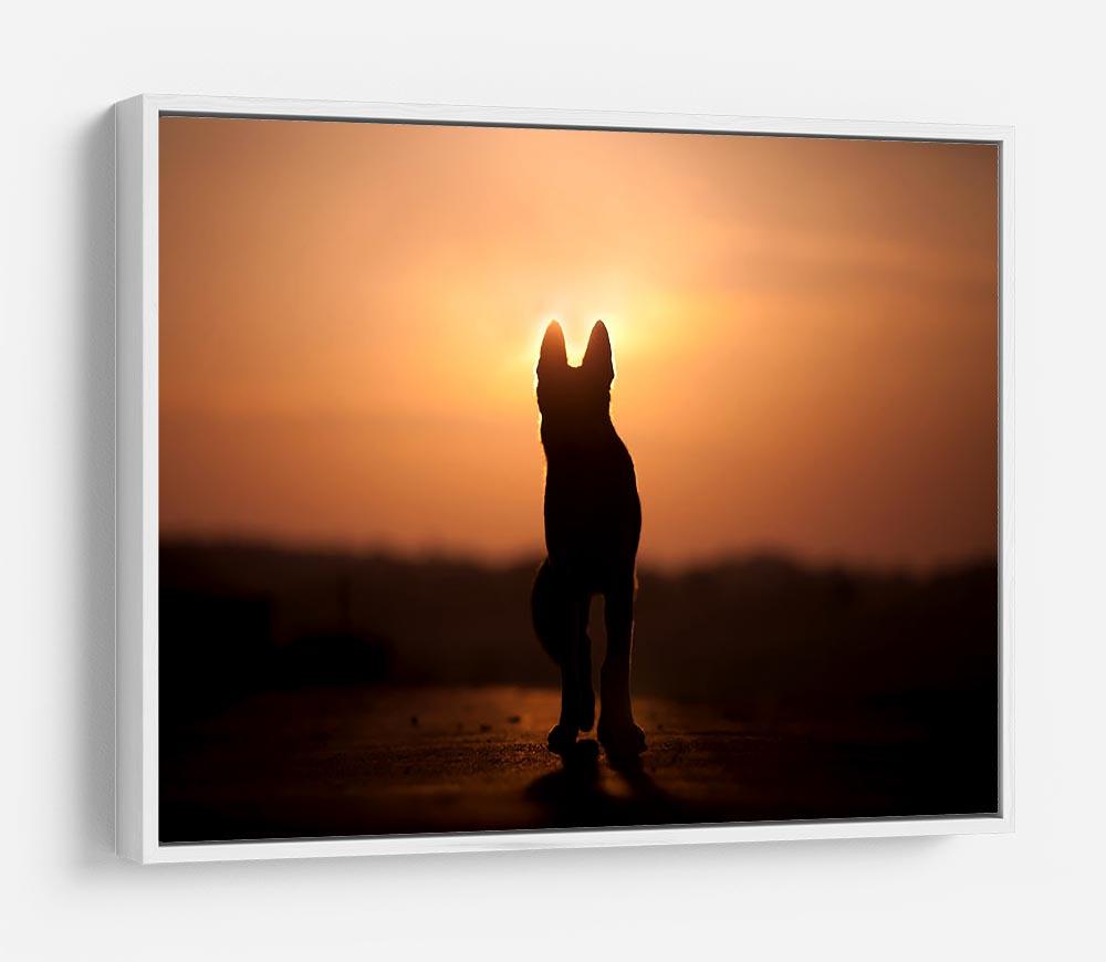 Dog backlight silhouette in sunset HD Metal Print - Canvas Art Rocks - 7