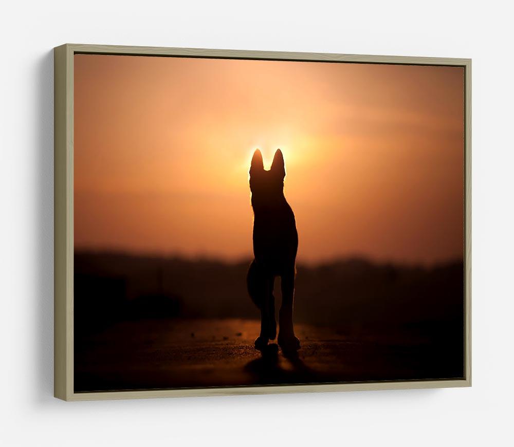 Dog backlight silhouette in sunset HD Metal Print - Canvas Art Rocks - 8