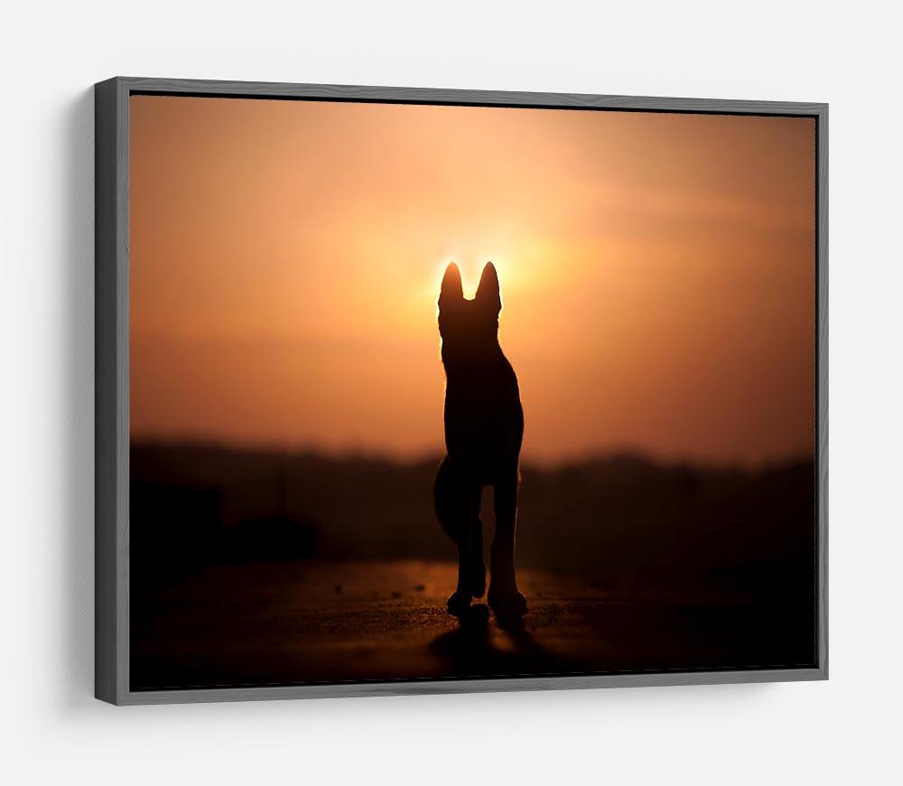 Dog backlight silhouette in sunset HD Metal Print - Canvas Art Rocks - 9