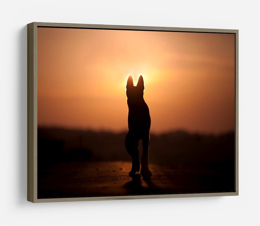 Dog backlight silhouette in sunset HD Metal Print - Canvas Art Rocks - 10