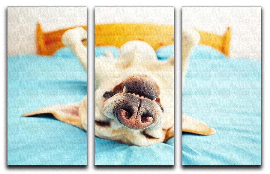 Dog is lying on back on the bed 3 Split Panel Canvas Print - Canvas Art Rocks - 1