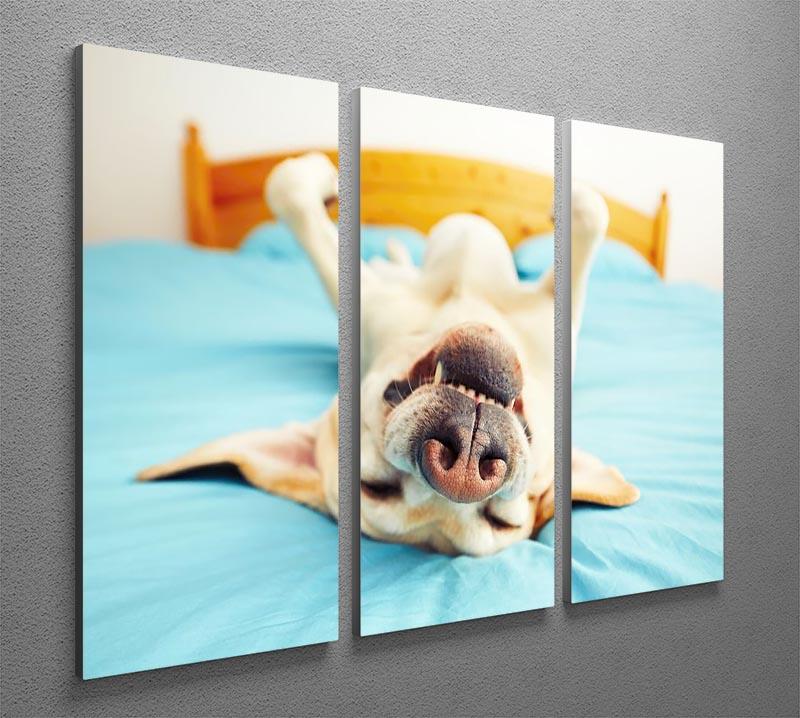 Dog is lying on back on the bed 3 Split Panel Canvas Print - Canvas Art Rocks - 2
