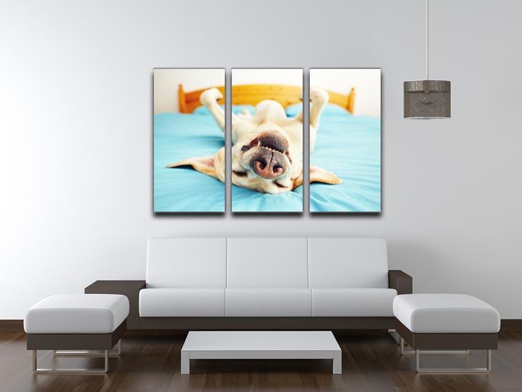 Dog is lying on back on the bed 3 Split Panel Canvas Print - Canvas Art Rocks - 3