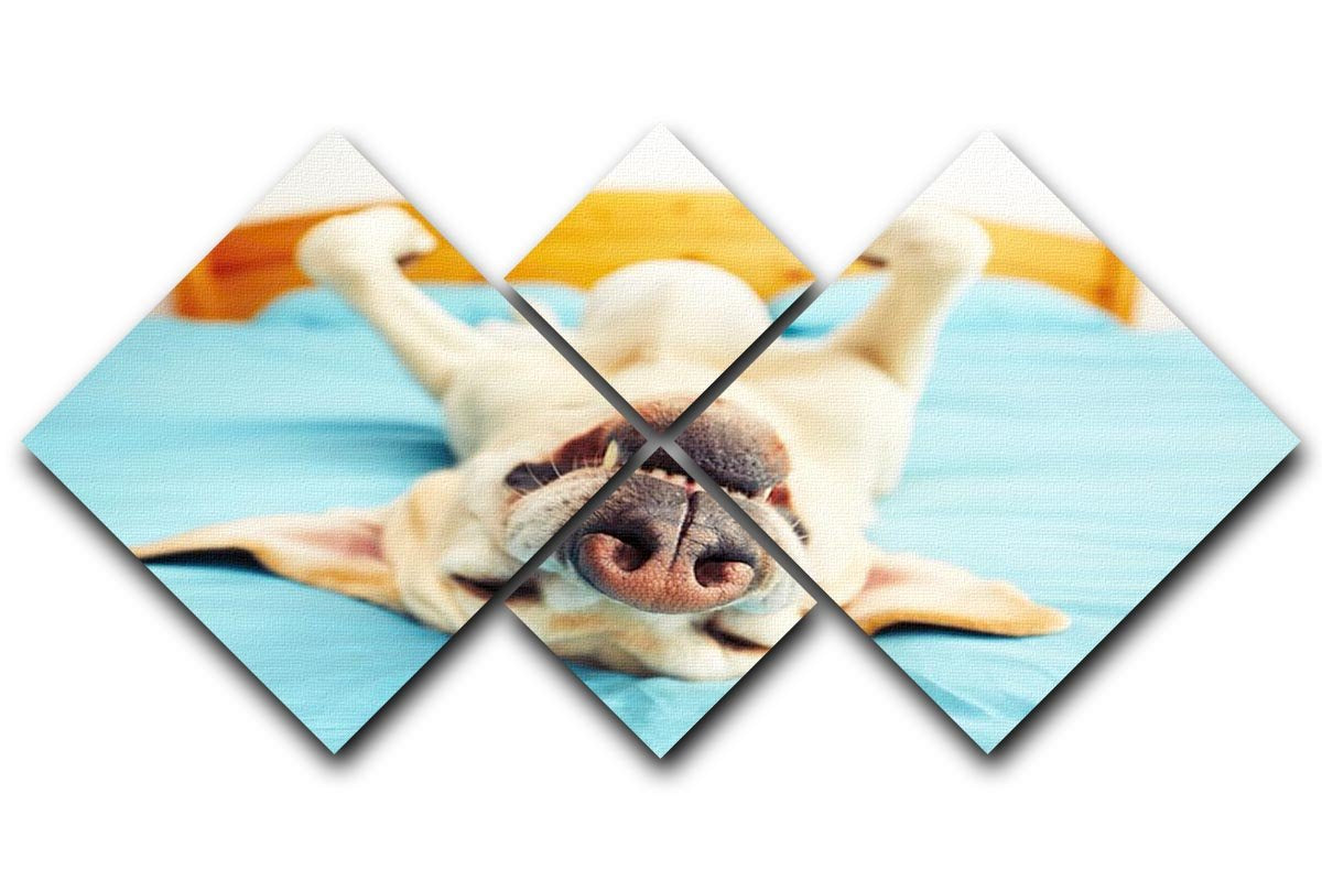 Dog is lying on back on the bed 4 Square Multi Panel Canvas - Canvas Art Rocks - 1