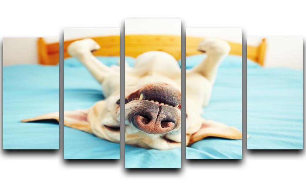 Dog is lying on back on the bed 5 Split Panel Canvas - Canvas Art Rocks - 1