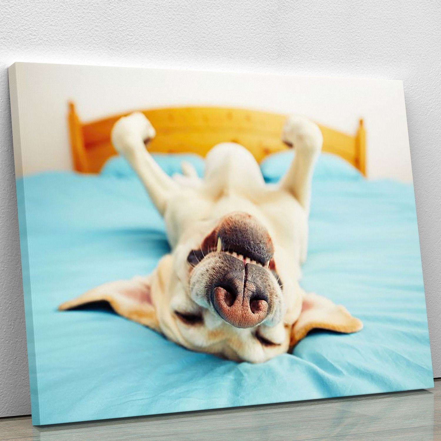 Dog is lying on back on the bed Canvas Print or Poster