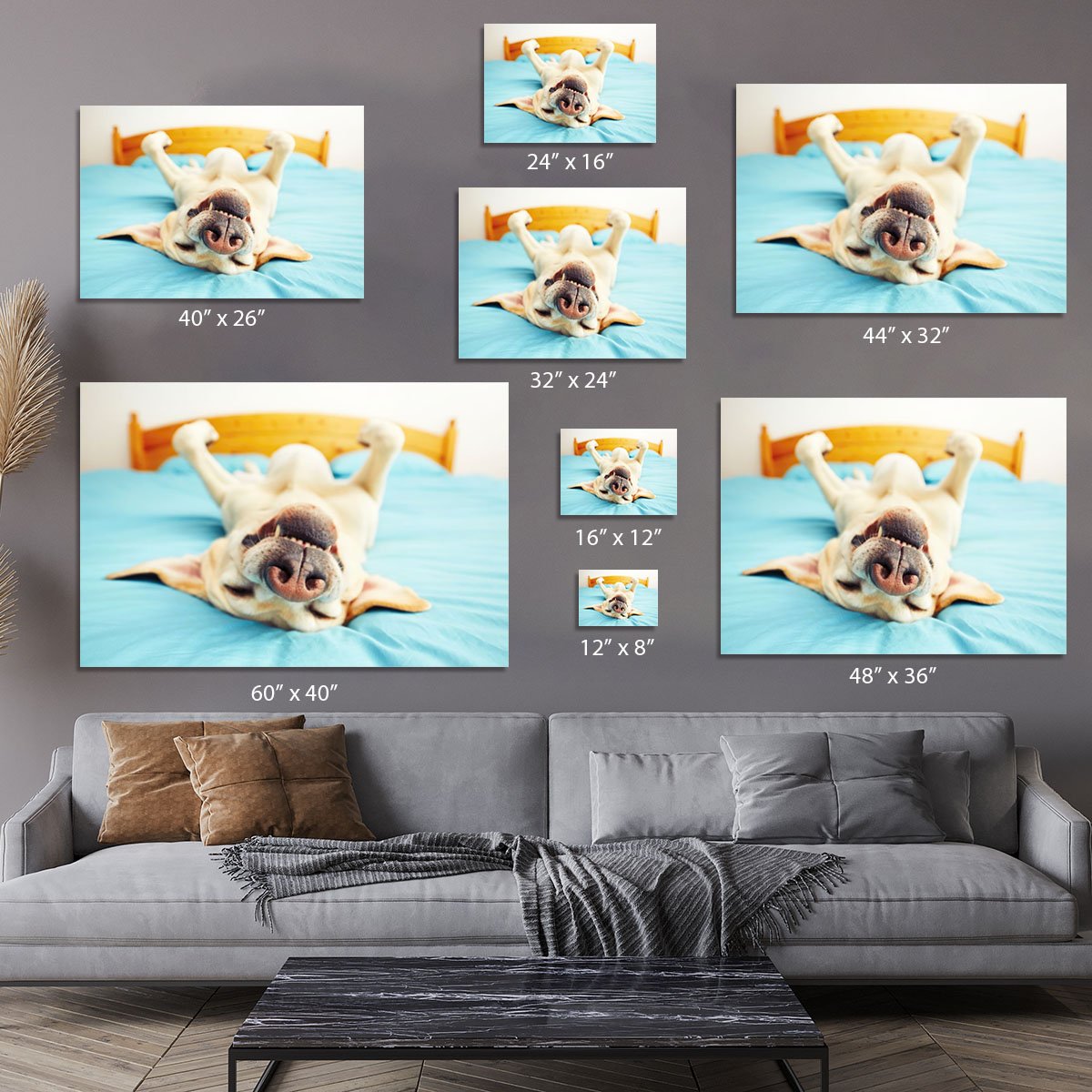 Dog is lying on back on the bed Canvas Print or Poster