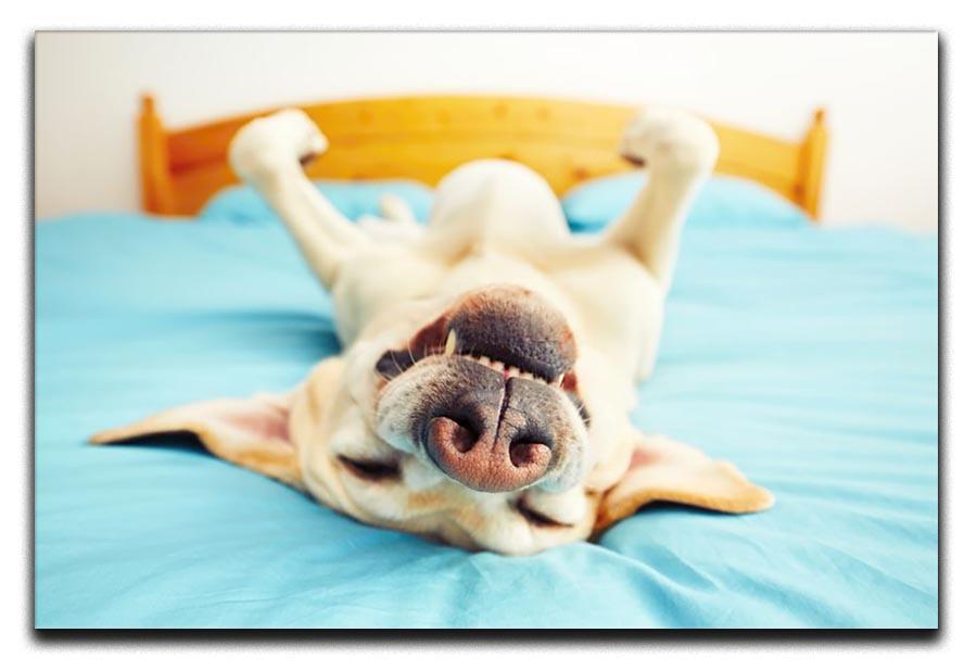 Dog is lying on back on the bed Canvas Print or Poster - Canvas Art Rocks - 1