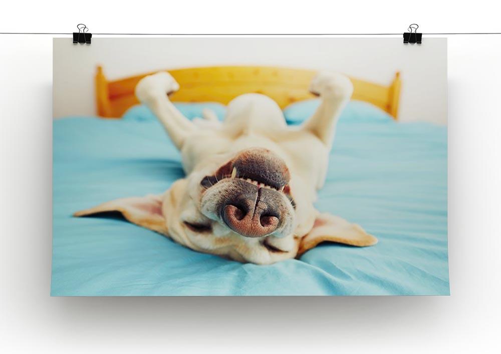 Dog is lying on back on the bed Canvas Print or Poster - Canvas Art Rocks - 2