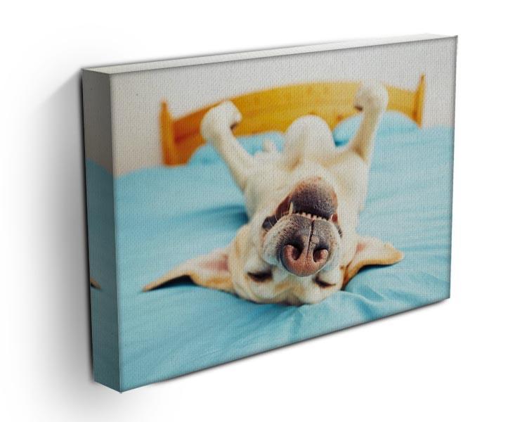 Dog is lying on back on the bed Canvas Print or Poster - Canvas Art Rocks - 3