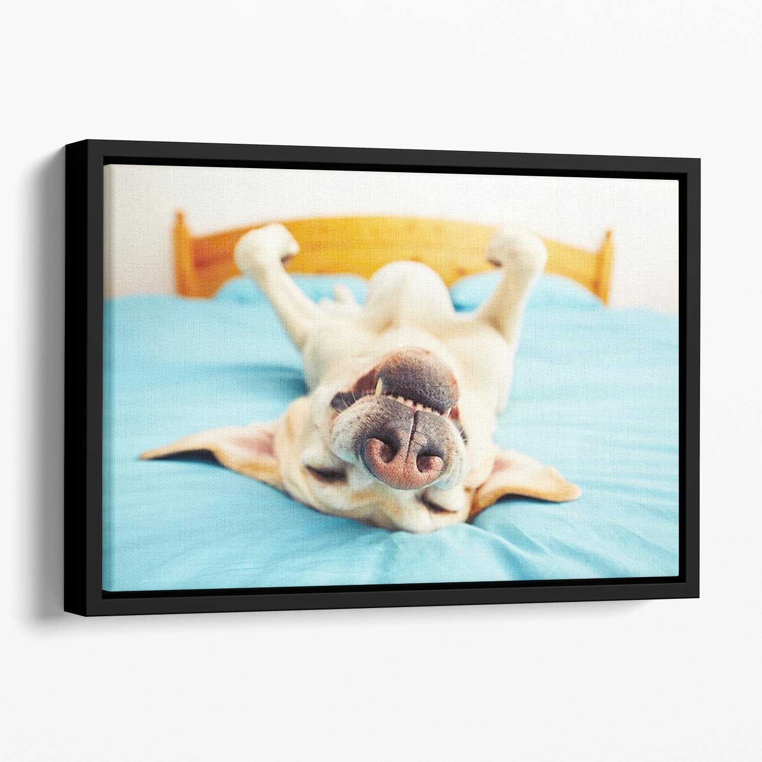 Dog is lying on back on the bed Floating Framed Canvas - Canvas Art Rocks - 1