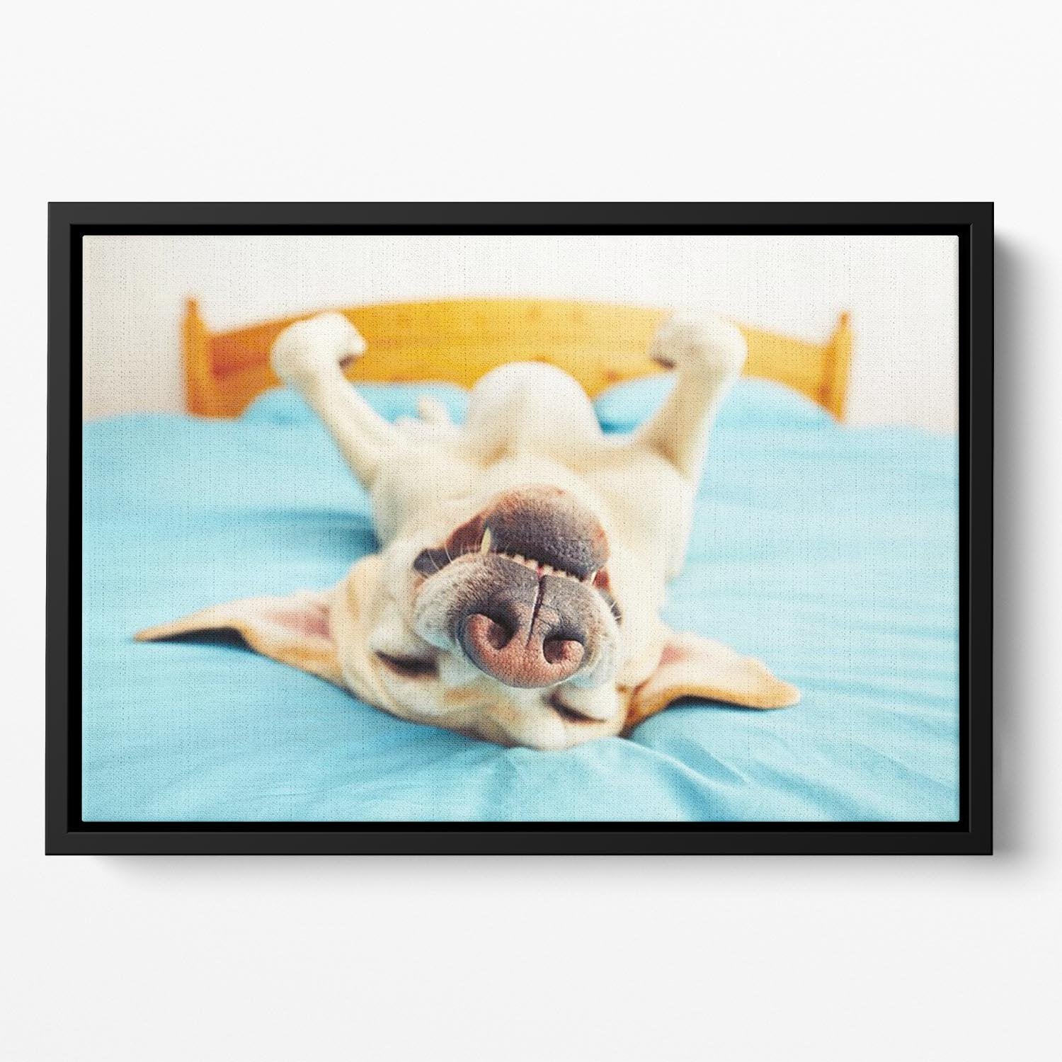 Dog is lying on back on the bed Floating Framed Canvas - Canvas Art Rocks - 2