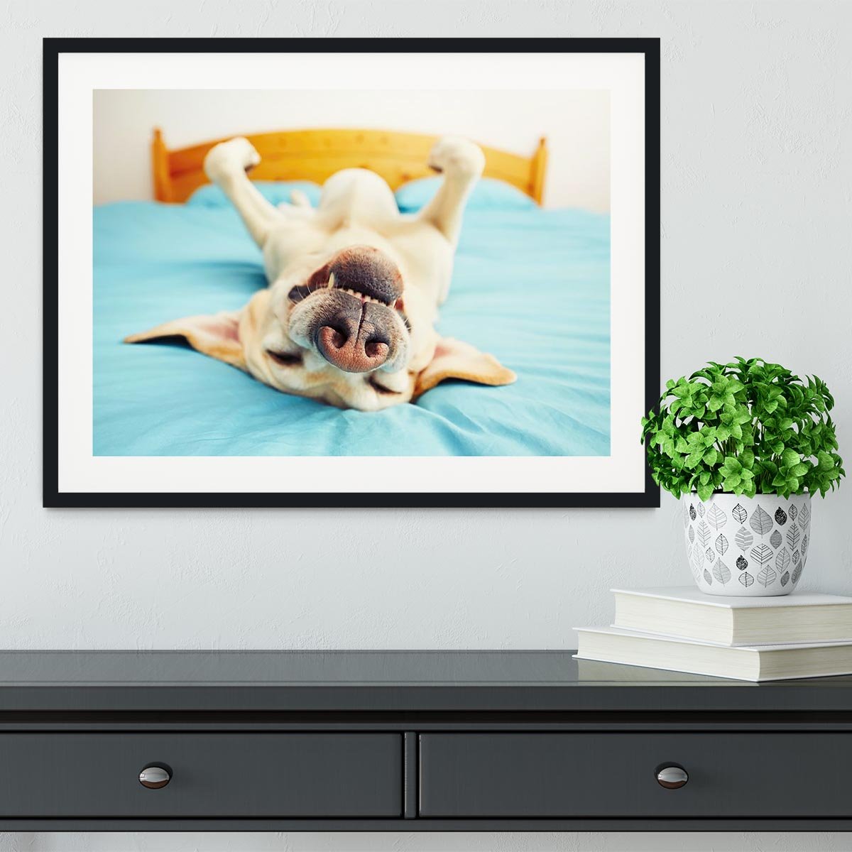 Dog is lying on back on the bed Framed Print - Canvas Art Rocks - 1