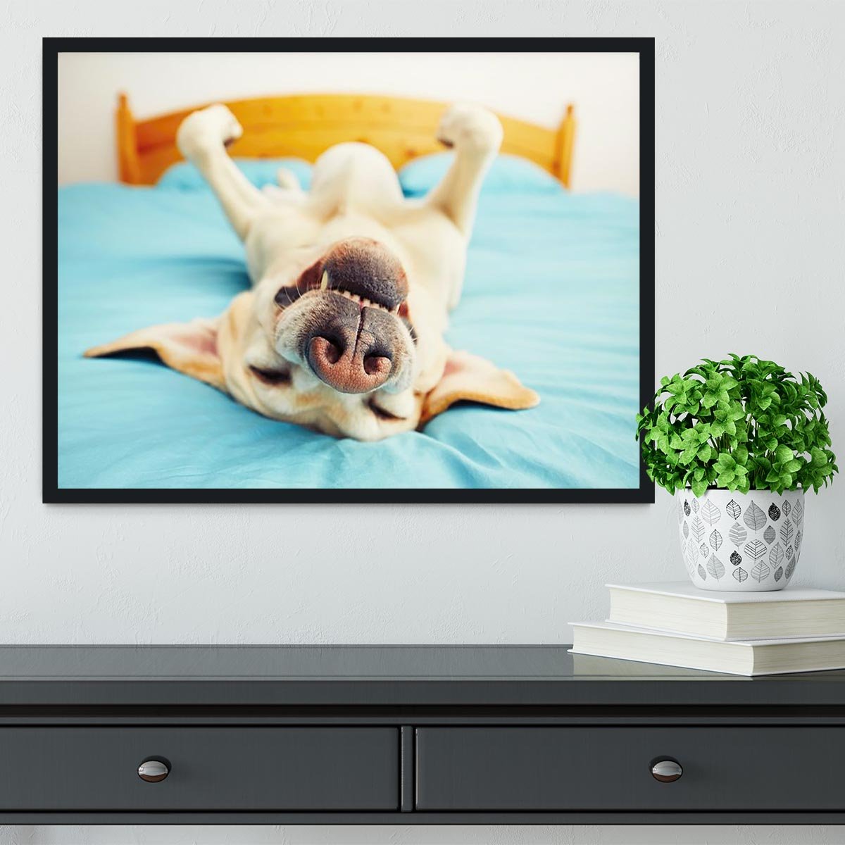 Dog is lying on back on the bed Framed Print - Canvas Art Rocks - 2