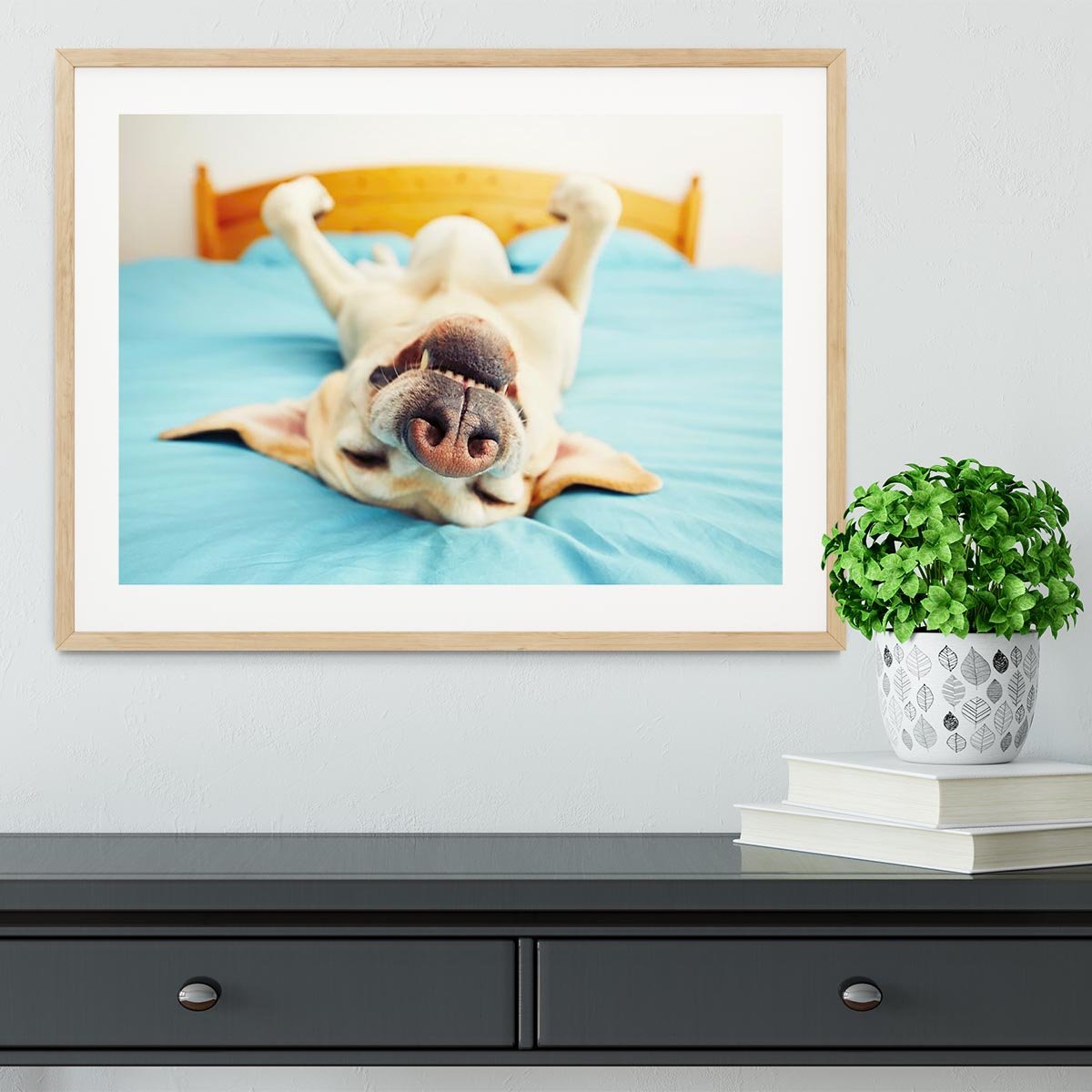 Dog is lying on back on the bed Framed Print - Canvas Art Rocks - 3