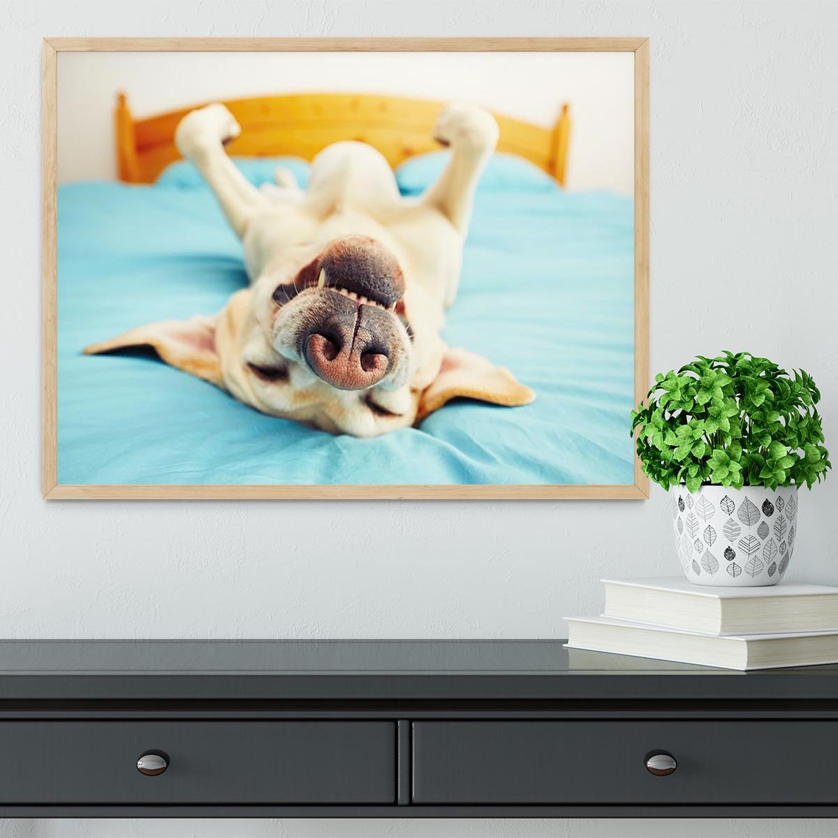 Dog is lying on back on the bed Framed Print - Canvas Art Rocks - 4