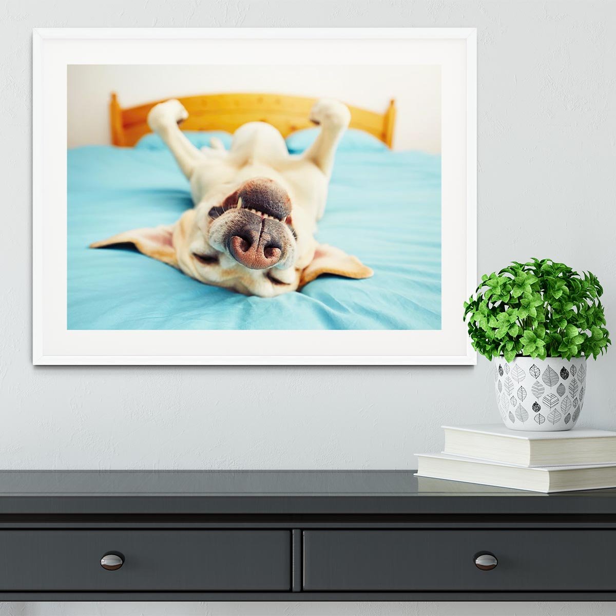 Dog is lying on back on the bed Framed Print - Canvas Art Rocks - 5