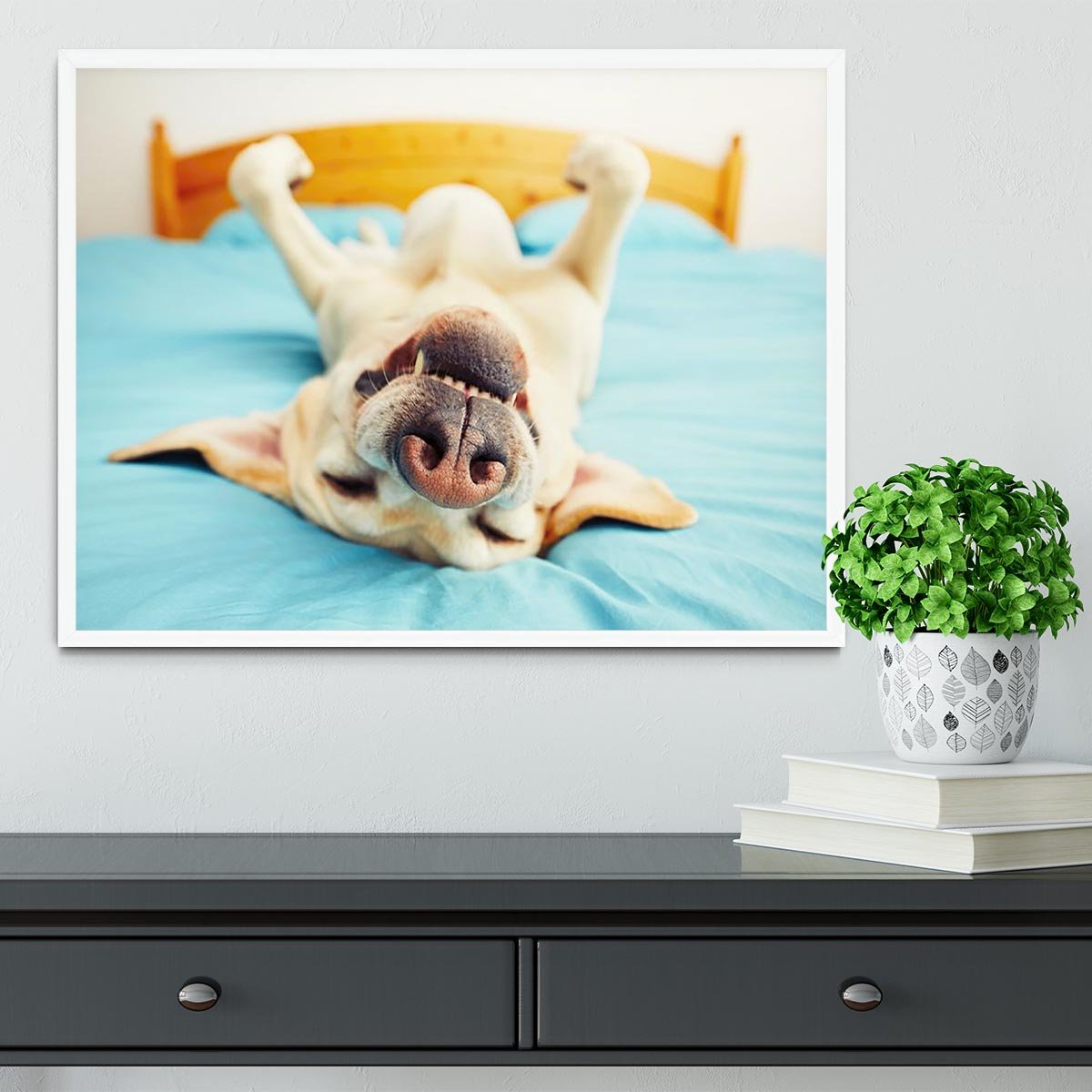 Dog is lying on back on the bed Framed Print - Canvas Art Rocks -6