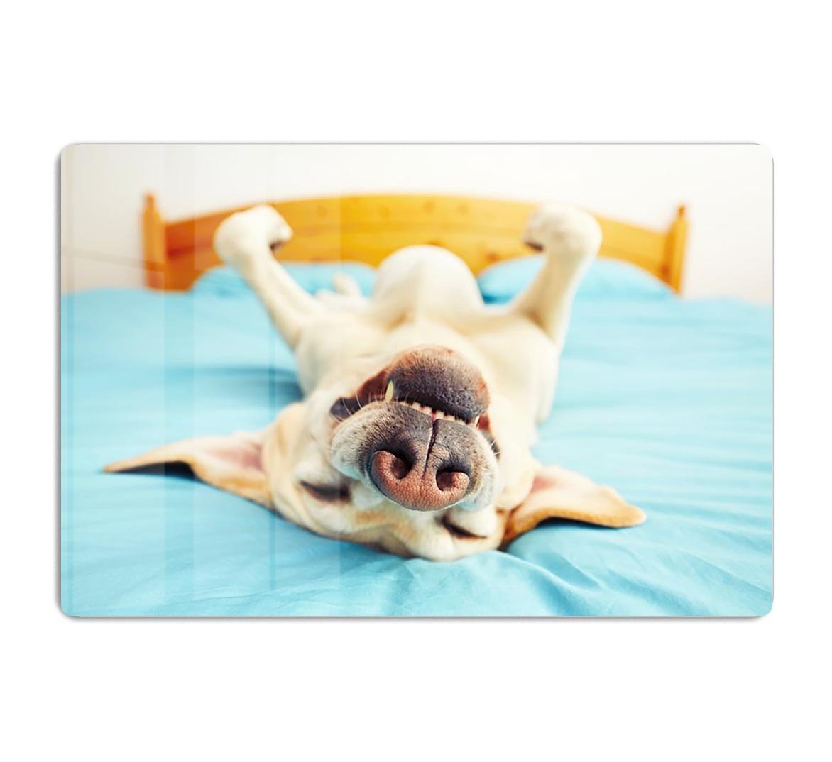 Dog is lying on back on the bed HD Metal Print - Canvas Art Rocks - 1