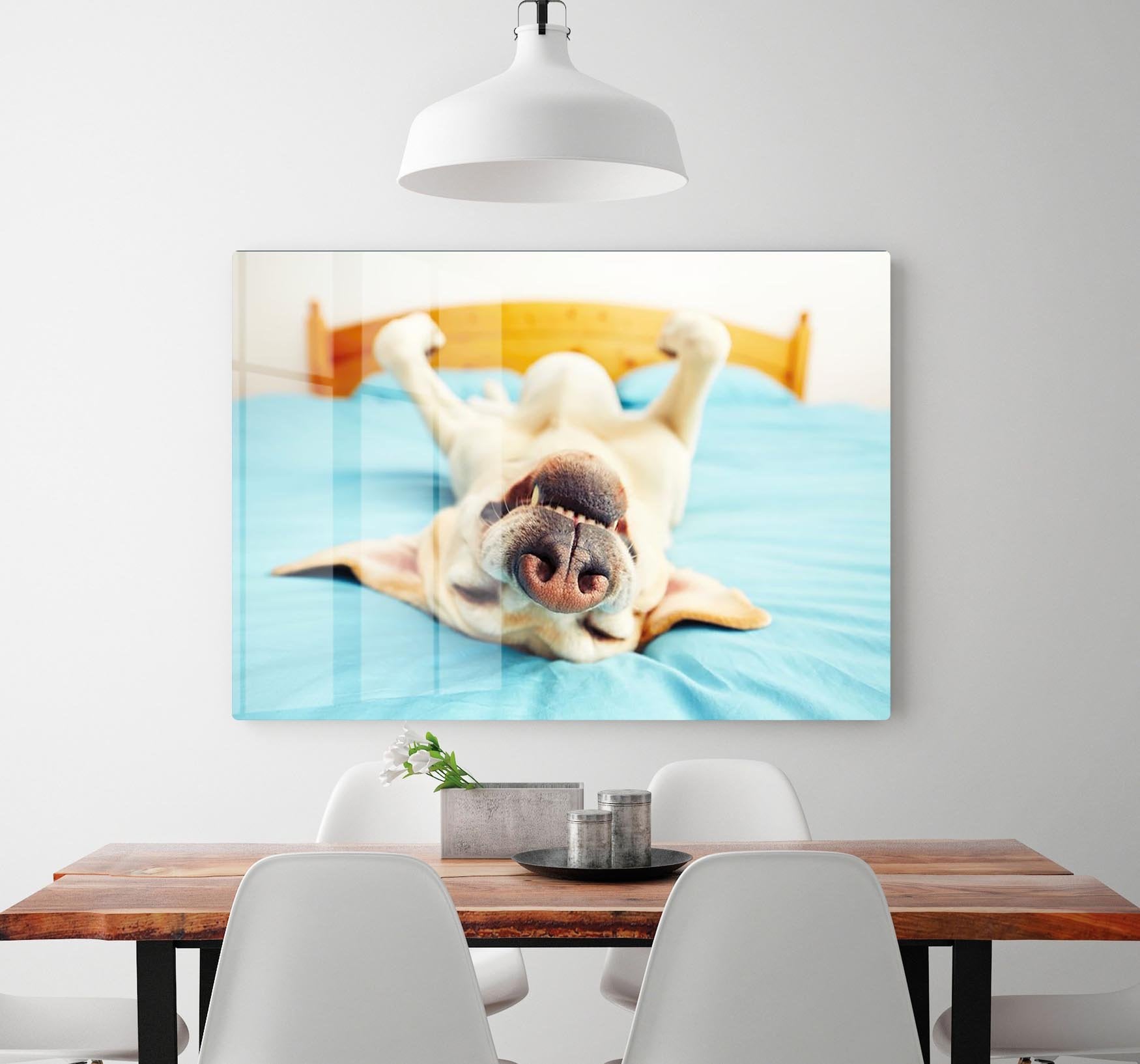 Dog is lying on back on the bed HD Metal Print - Canvas Art Rocks - 2