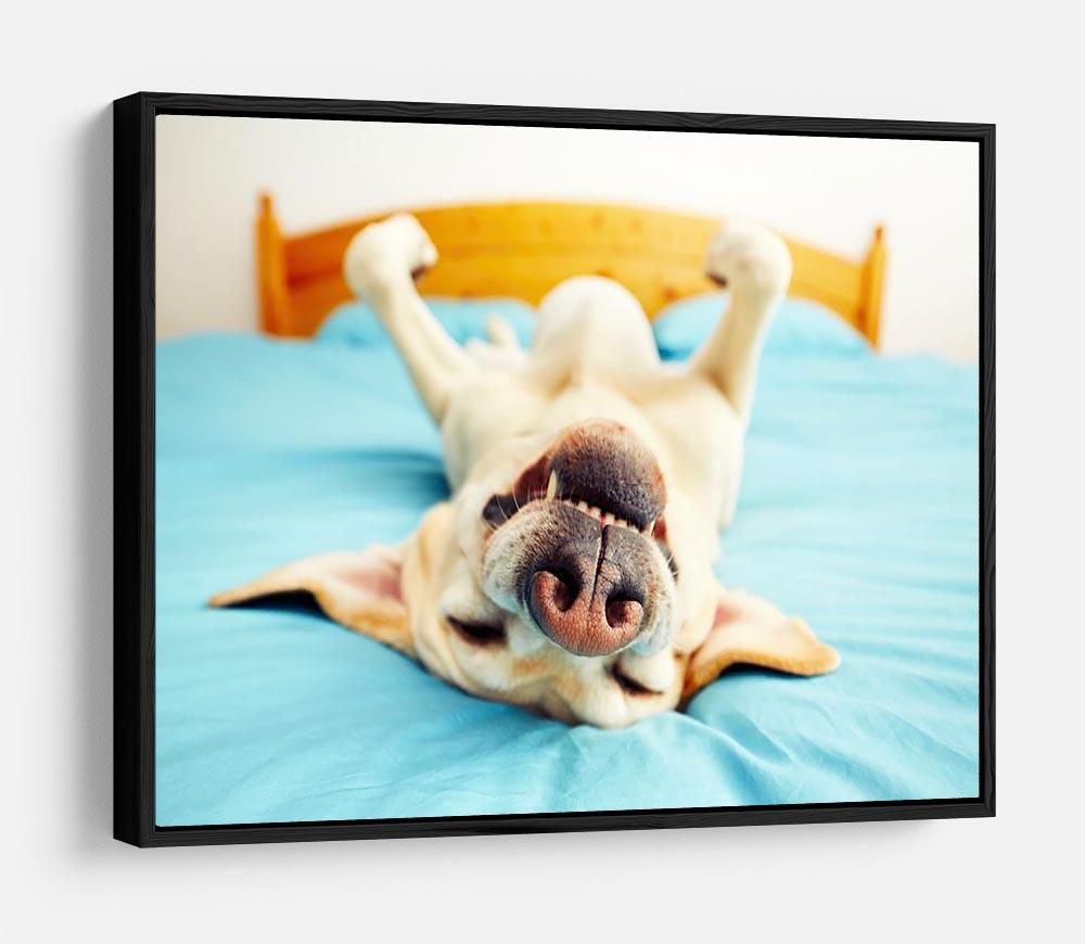 Dog is lying on back on the bed HD Metal Print - Canvas Art Rocks - 6