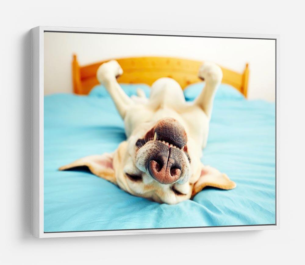 Dog is lying on back on the bed HD Metal Print - Canvas Art Rocks - 7